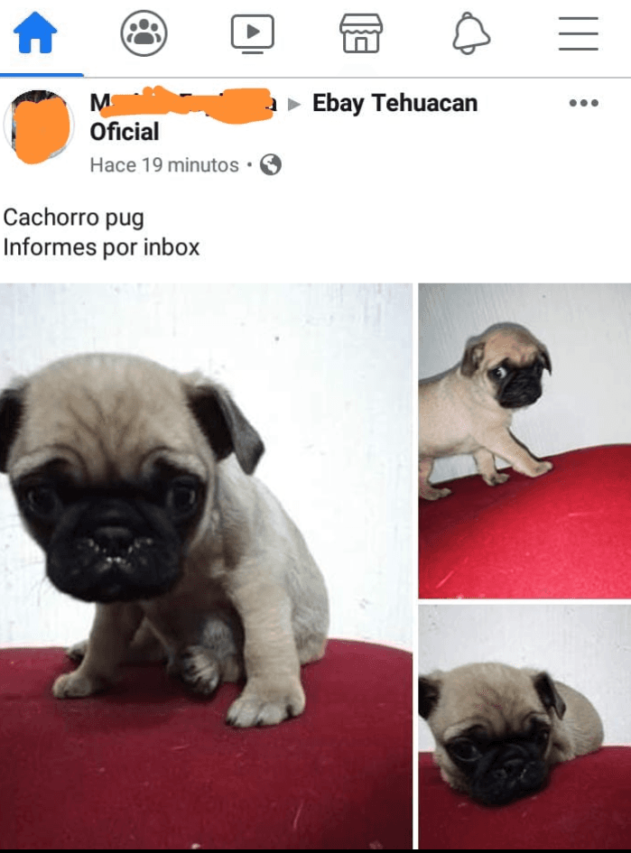 Autoridades vigilaran no vendan mascotas en vía pública de Tehuacán