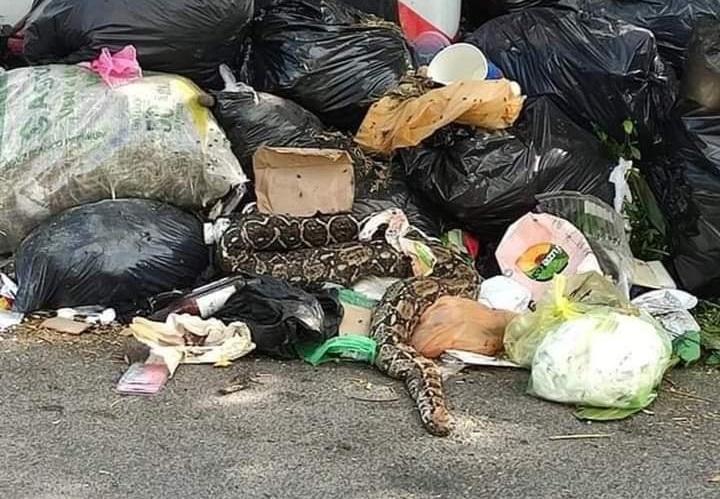 Causa pánico una boa en basura de Tehuacán 