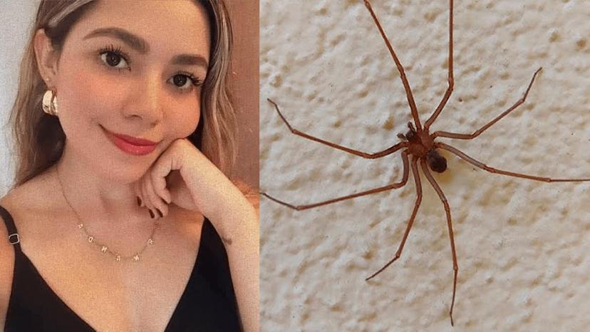 Fallece María Fernanda por picadura de Araña Violinista en Sonora
