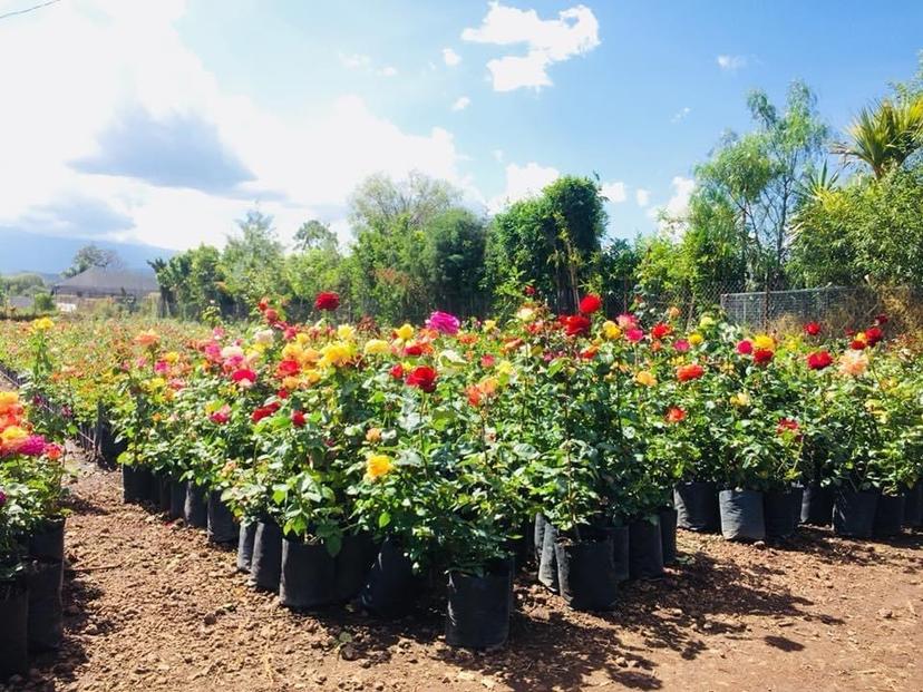 Viveristas de Atlixco mantienen ventas a pesar del fin de Semana Santa