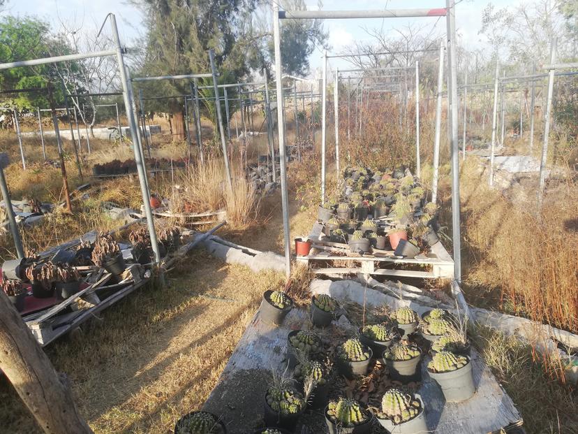 Condiciones del vivero municipal de Tehuacán no son óptimas: Dirección de Ecología 