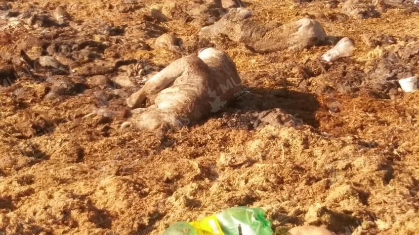 VIDEO: Así se produce la carne que consumes en Texmelucan