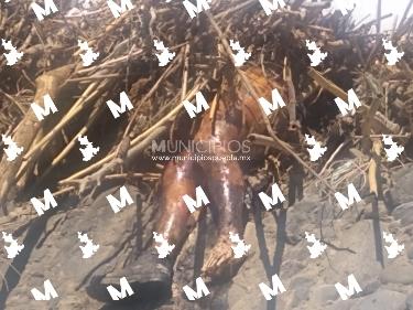 Encuentran cadáver en estado de descomposición flotando en el Nexapa