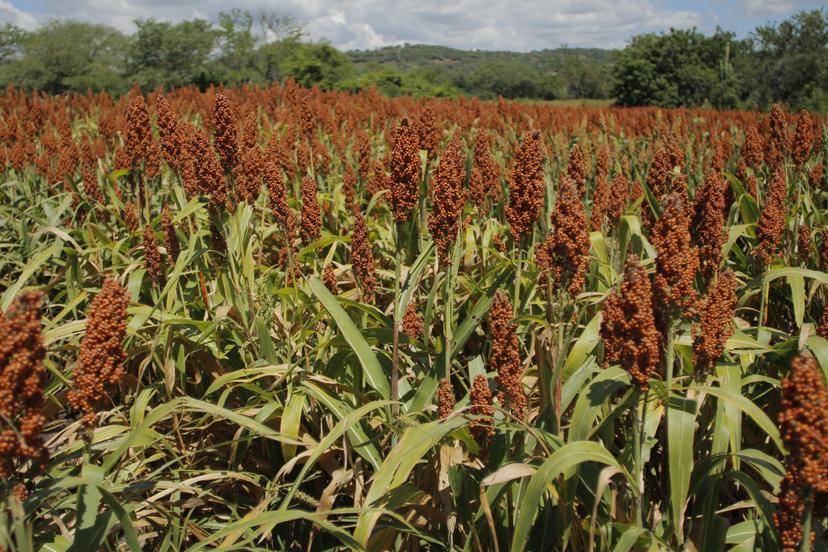 Puebla, estado líder en producción de sorgo: SDR