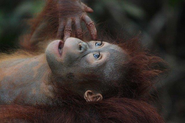 Esta orangután fue obligada a prostituirse durante años