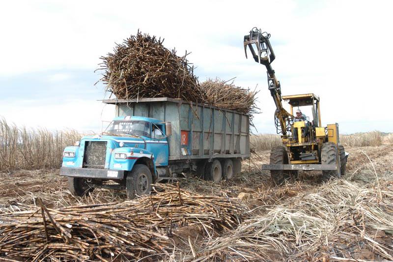 Detona zafra actividad económica en la Mixteca por 6 meses 