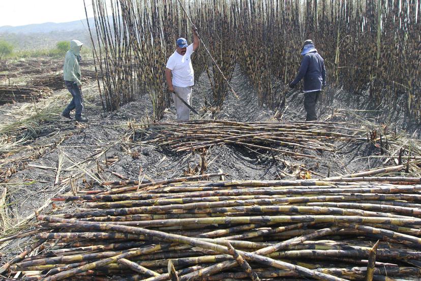 Organizaciones cañeras paran la zafra en Izúcar