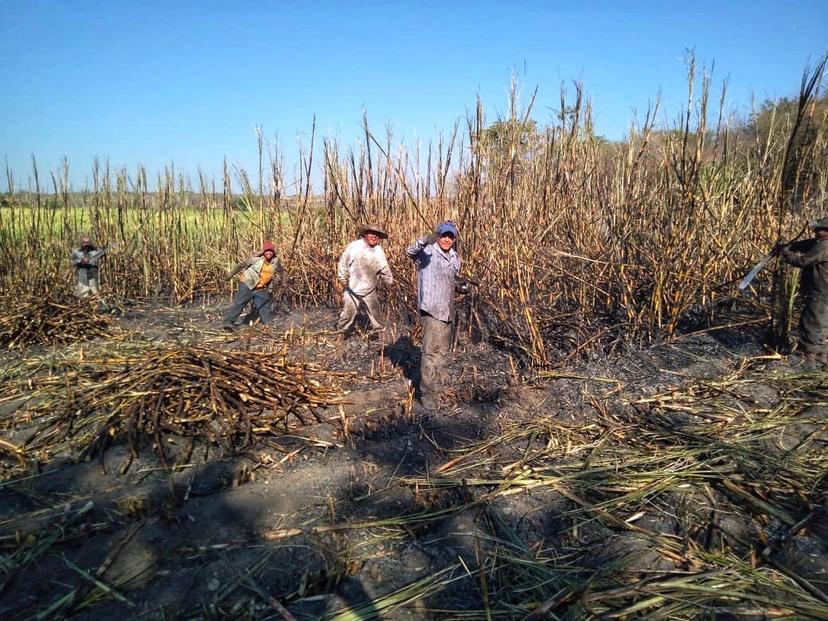 En la zona sur de la entidad poblana ya inicio la zafra  