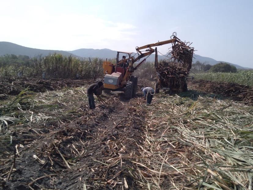 Zafra 2020-2021 dará trabajo a  2 mil 326 cortadores