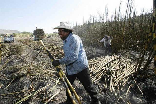 Zafra en Izúcar presenta avance del 54%