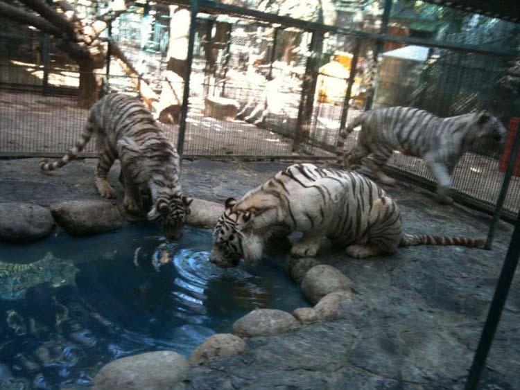 En jaque zoológico de Gómez Olivier por reforma a la Ley de Vida Silvestre