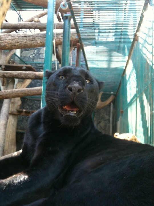 Desestima Gómez Olivier señalamientos en contra de su zoológico