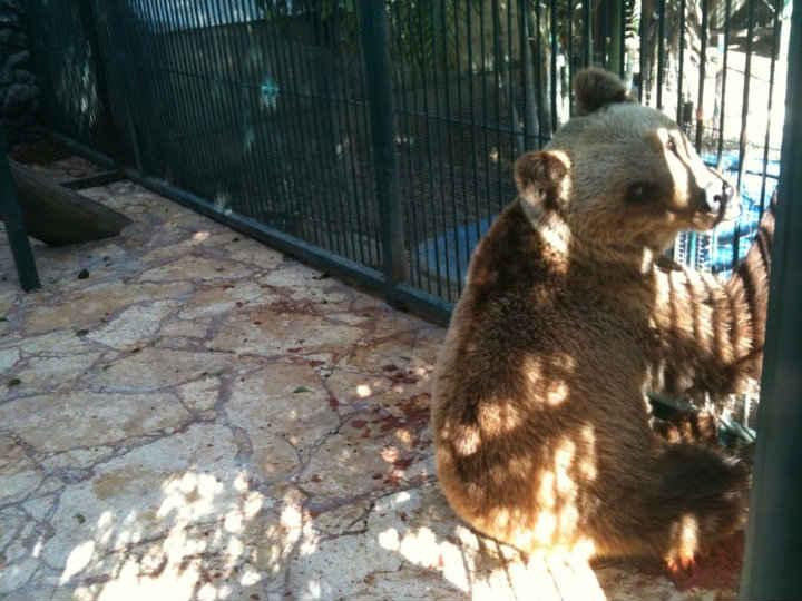 Desestima Gómez Olivier señalamientos en contra de su zoológico