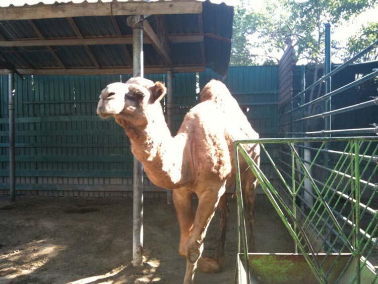 En jaque zoológico de Gómez Olivier por reforma a la Ley de Vida Silvestre