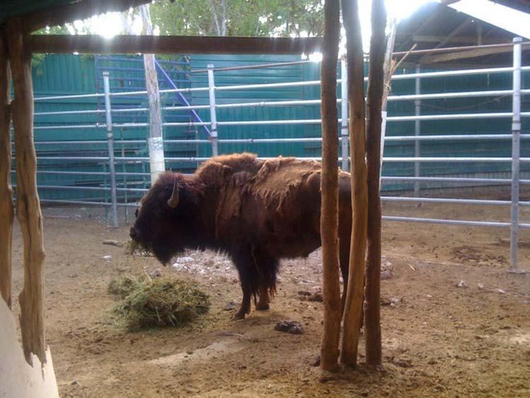 En jaque zoológico de Gómez Olivier por reforma a la Ley de Vida Silvestre