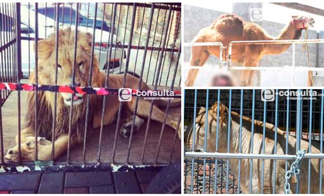 Edil aloja animales de circo y no descarta poner zoológico