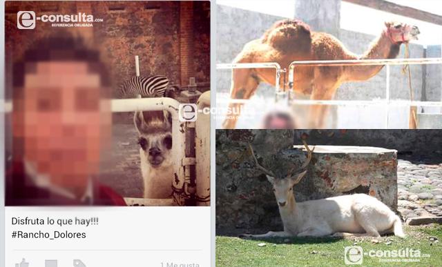 Edil aloja animales de circo y no descarta poner zoológico