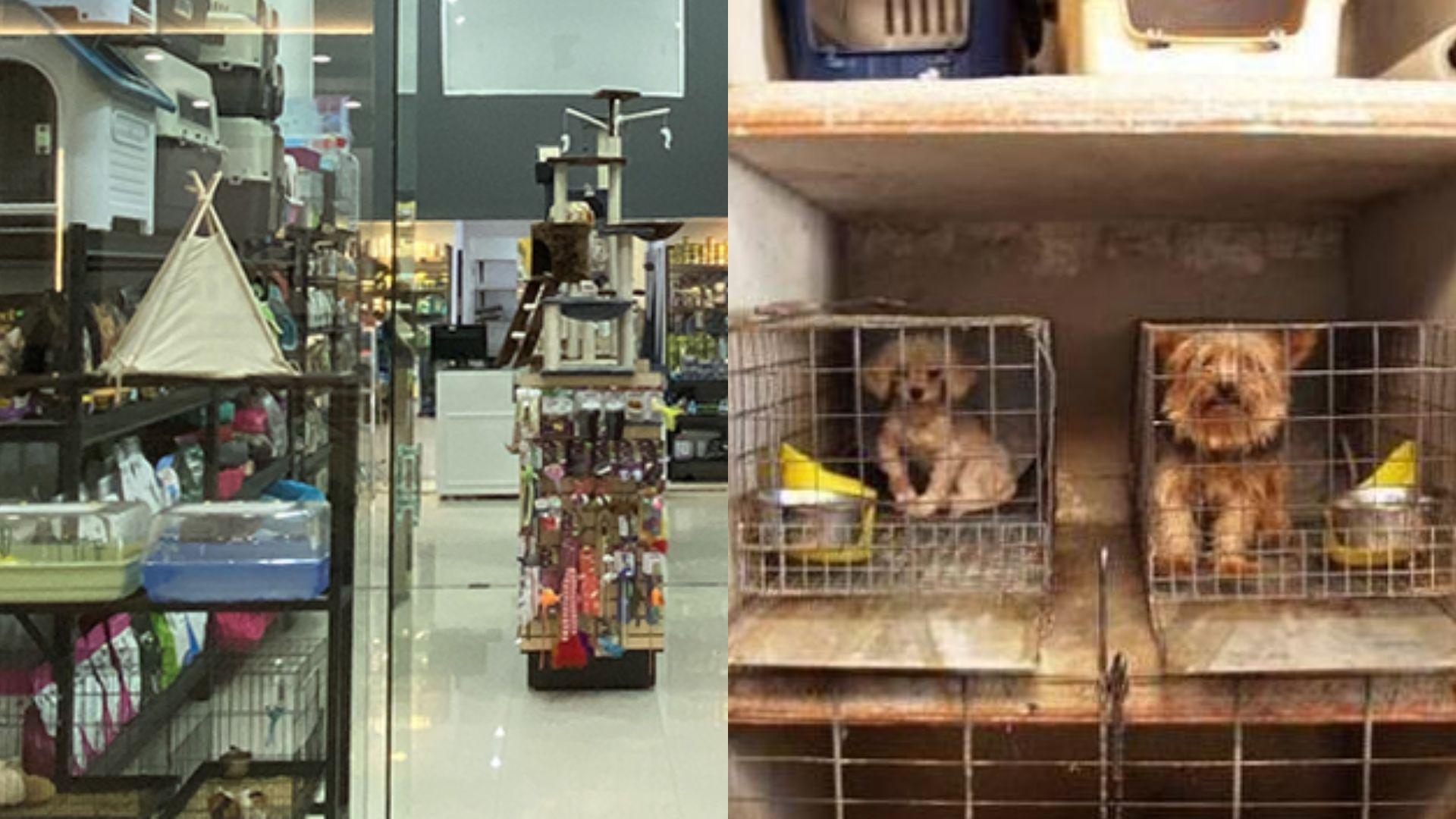 Buscan prohibir exposición de animales en tiendas de mascotas