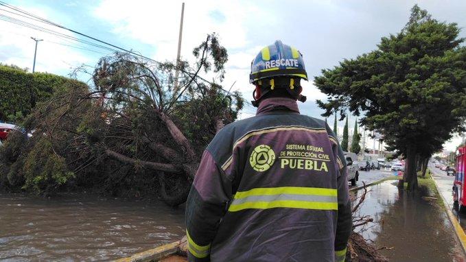 No hubo personas lesionadas por caída de un árbol y una luminaria en la 11 Sur en Puebla.