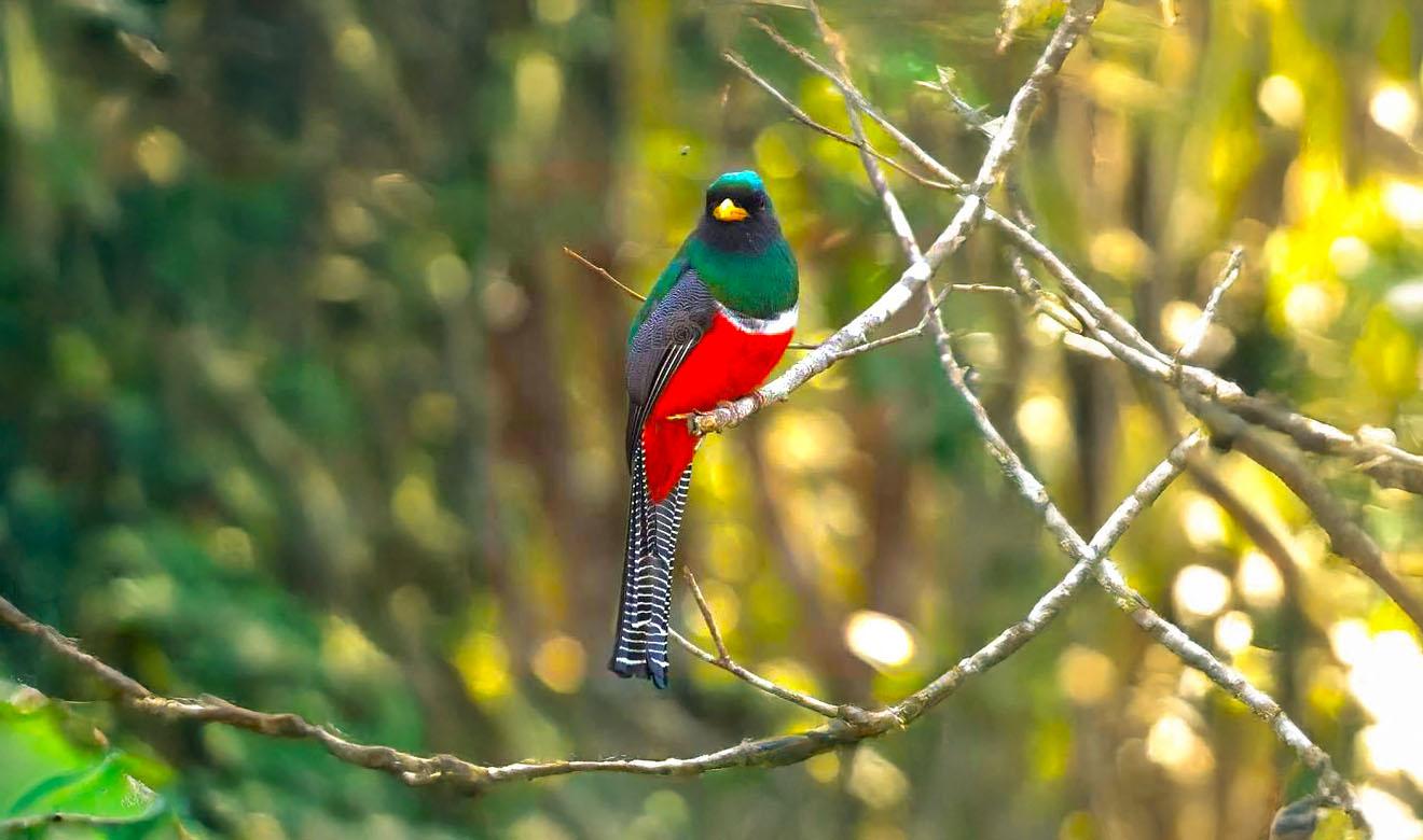 Pájaro bandera (Trogon mexicanus Swainson, 1827), un ave cuyo plumaje evoca los colores de la bandera mexicana.