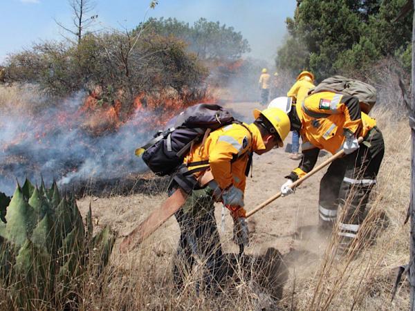 forestal