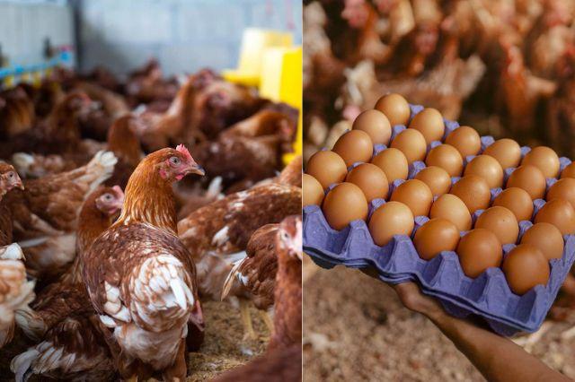 aves y huevos