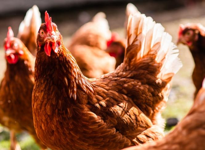 gallinas