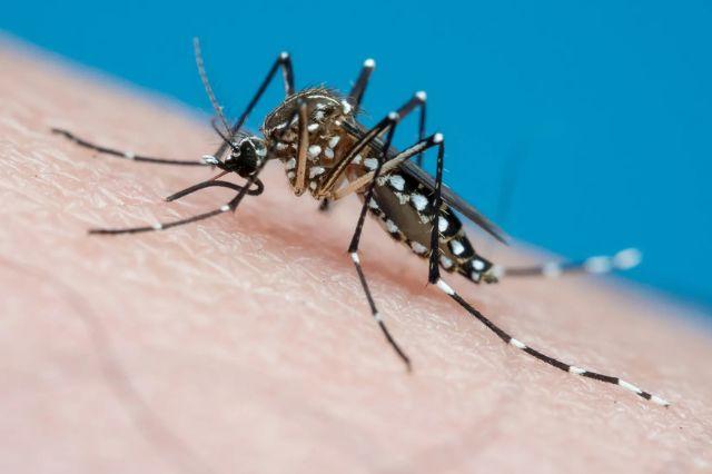Dengue