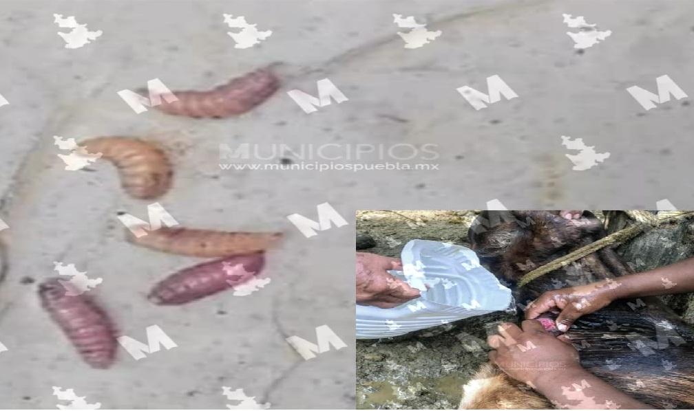 gusano