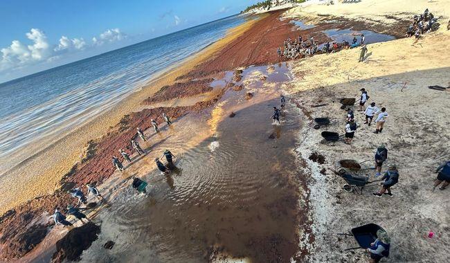 Van recolectados cerca de 14,787.06 toneladas en sargazo en Quintana Roo.