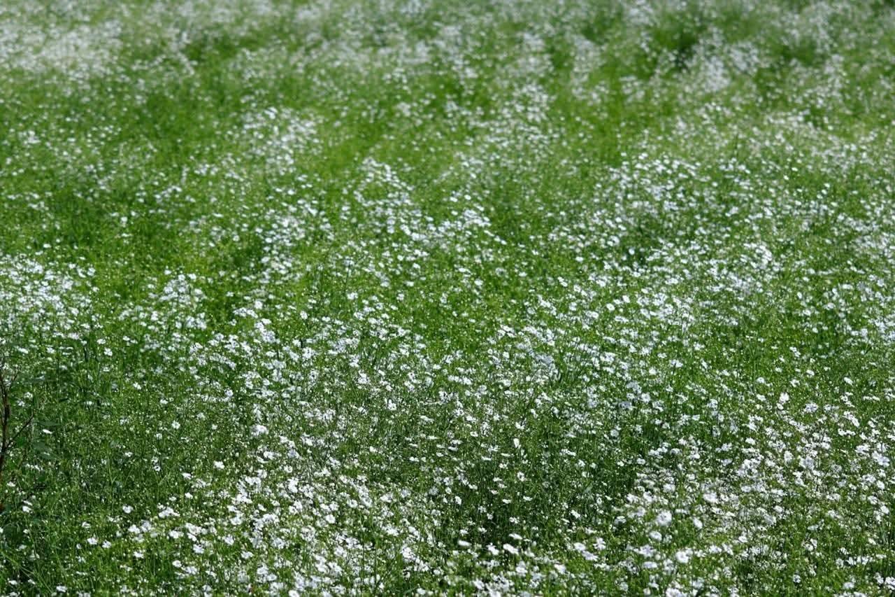 En los campos de Ixtacuixtla, Tlaxcala, crece la flor de velo de novia, también llamada nube.