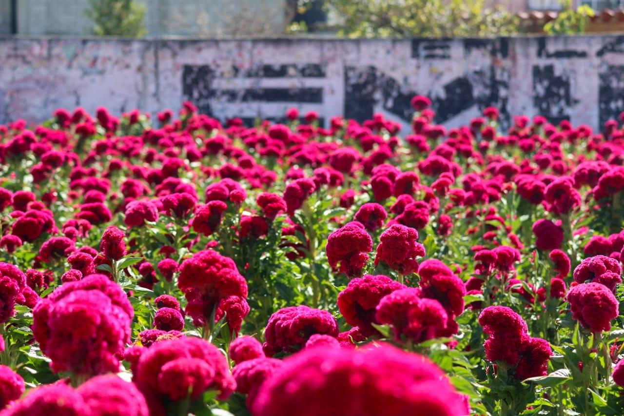 Una belleza, inicia el corte de Flor de Cempasúchil y de Terciopelo en Tepeyanco, Tlaxcala.