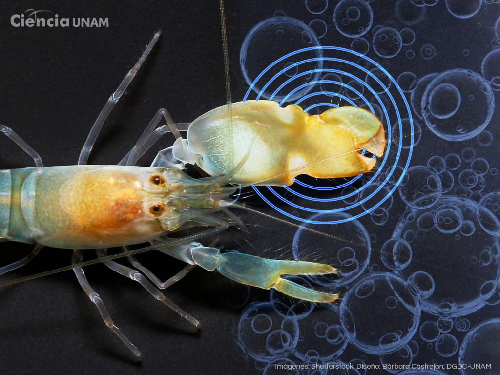 El cierre de las pinzas del camarón pistola produce cavitación: burbujas que alcanzan altas presiones y temperaturas.