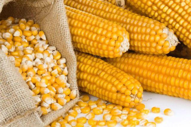 maíz