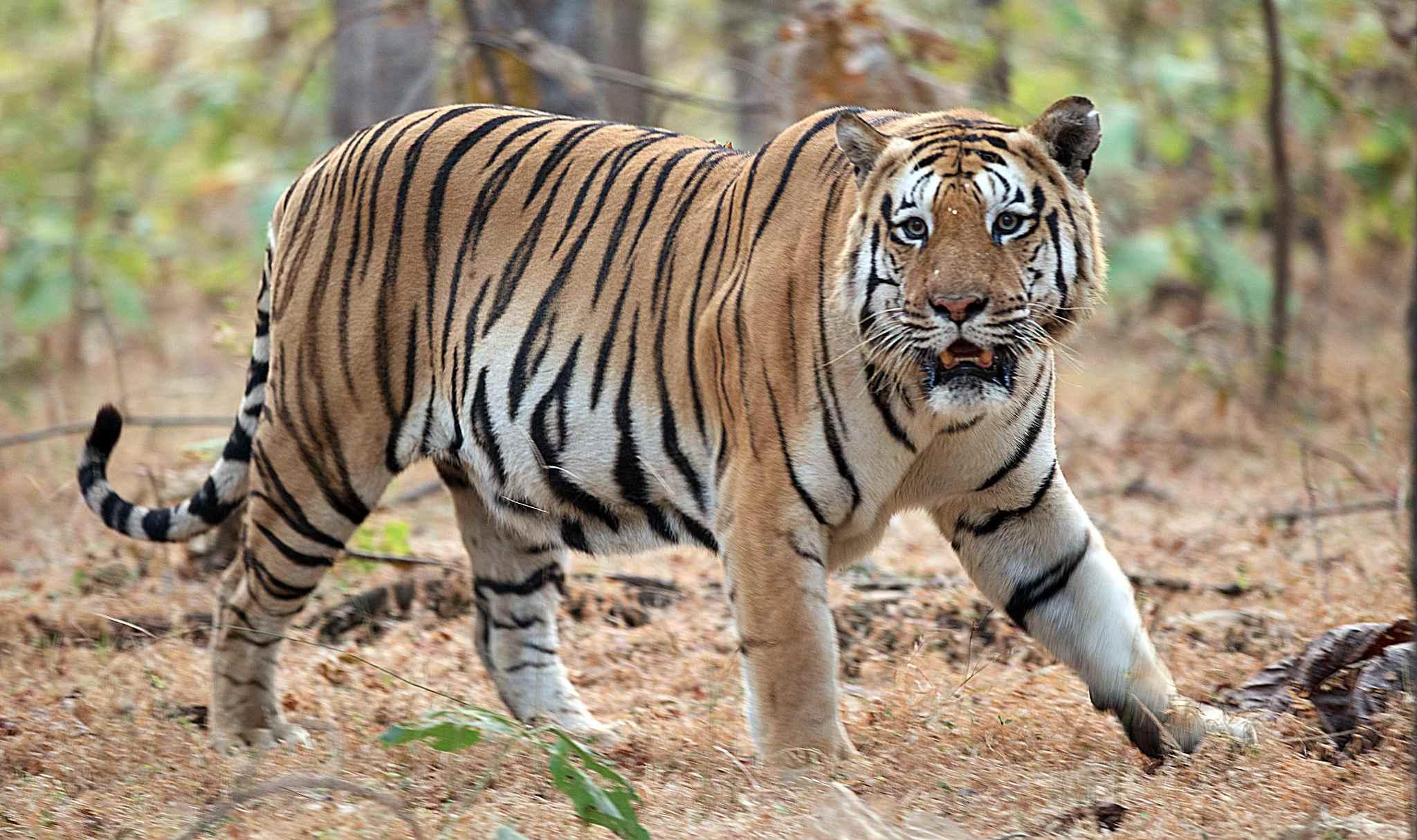 Un tigre se escapó del Zoológico Animalia en el municipio de Xicotepec, Puebla.