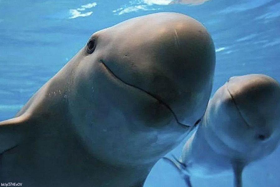 Gobierno de México y Sea Shepherd Conservation Society refuerzan acciones de conservación de la vaquita marina.