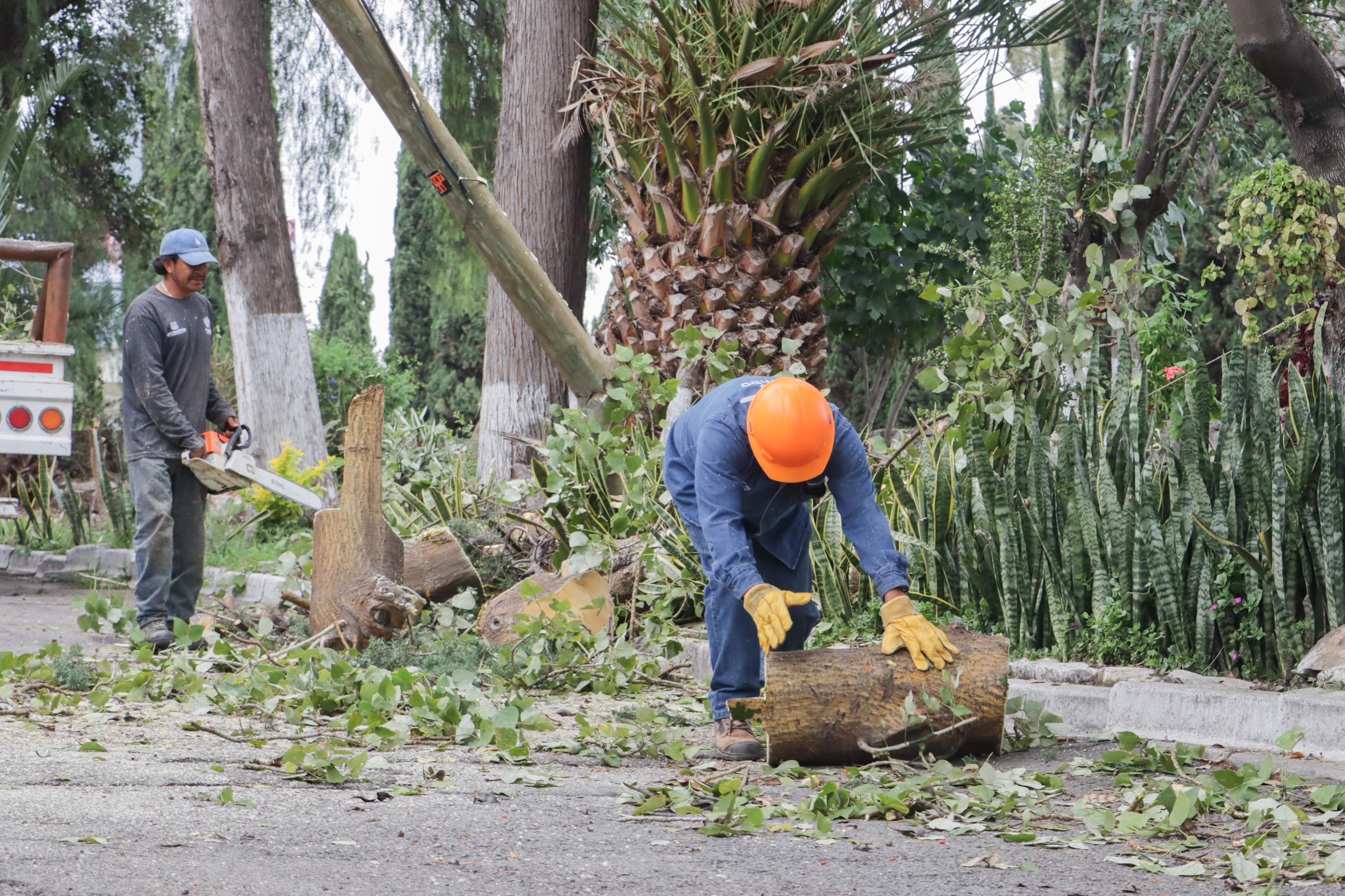 Por lo meno 675 árboles en la ciudad de Puebla pueden ser derribados.