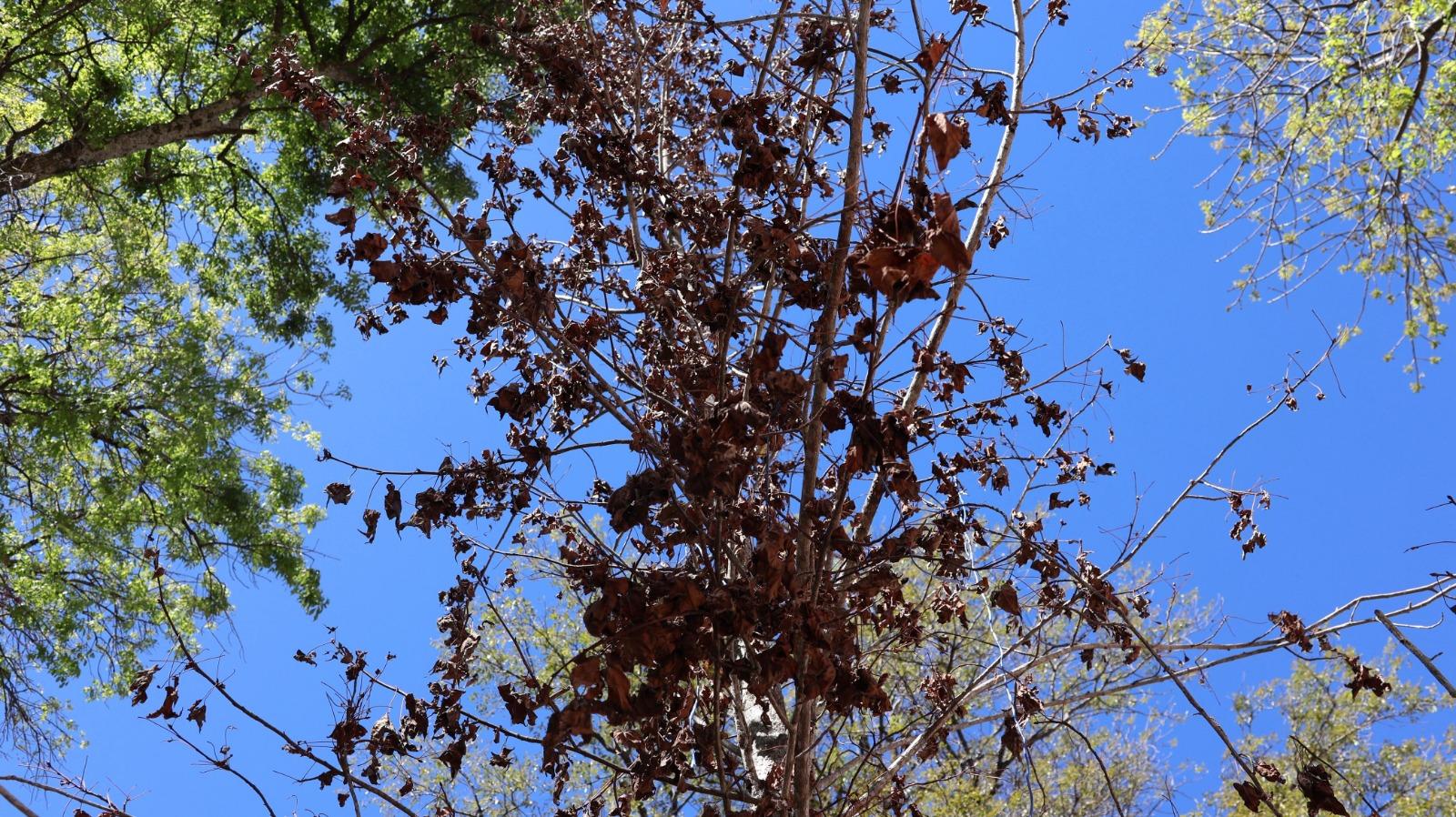 El cambio de color en las hojas marca la llegada plena del otoño.