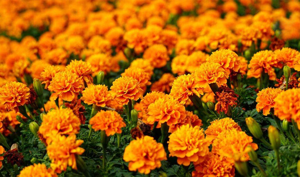 El cempasúchil ilumina y guía el camino de las almas de regreso a su hogar.