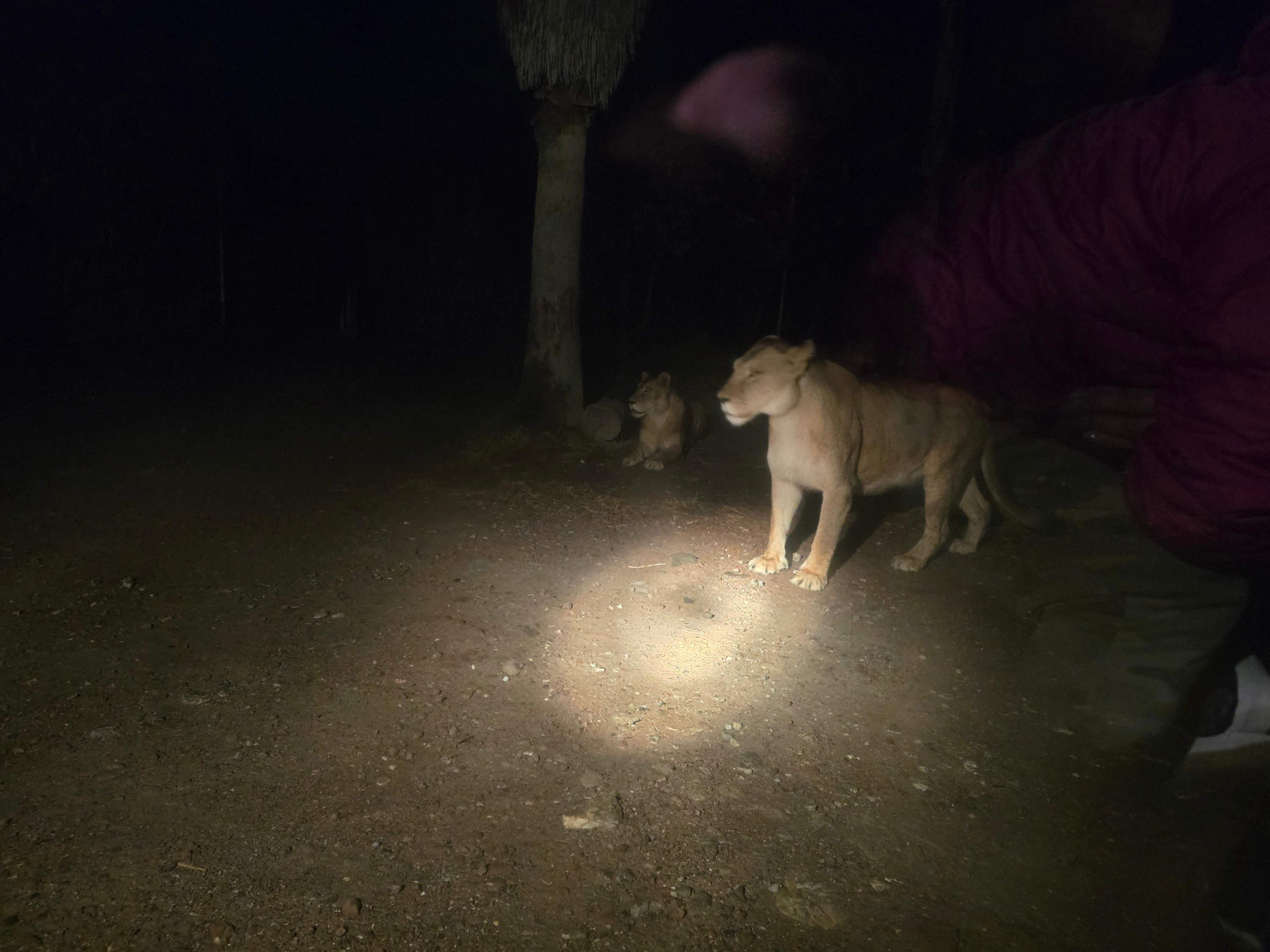 Inicia el Moon Safari en Africam Safari Puebla.
