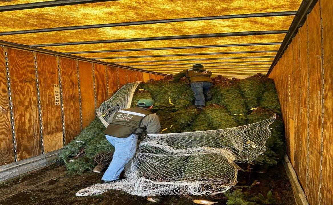 "Verificando tu árbol protegemos nuestros bosques": Profepa concluye operativo de verificación de árboles de Navidad importados.