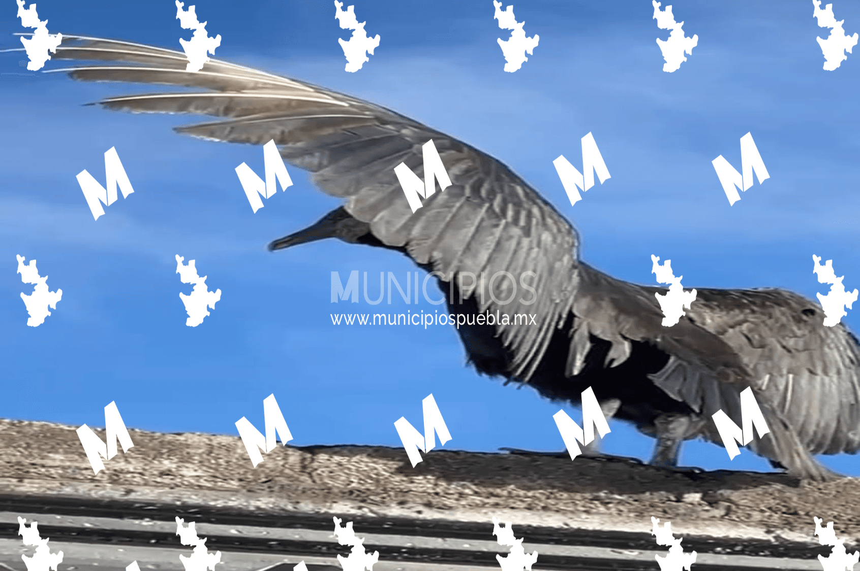 Un zopilote fue captado en el techo de una vivienda en la comunidad de San Rafael Tlanalapan.