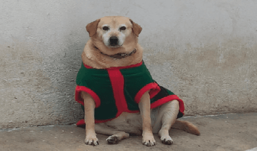 perro navideño