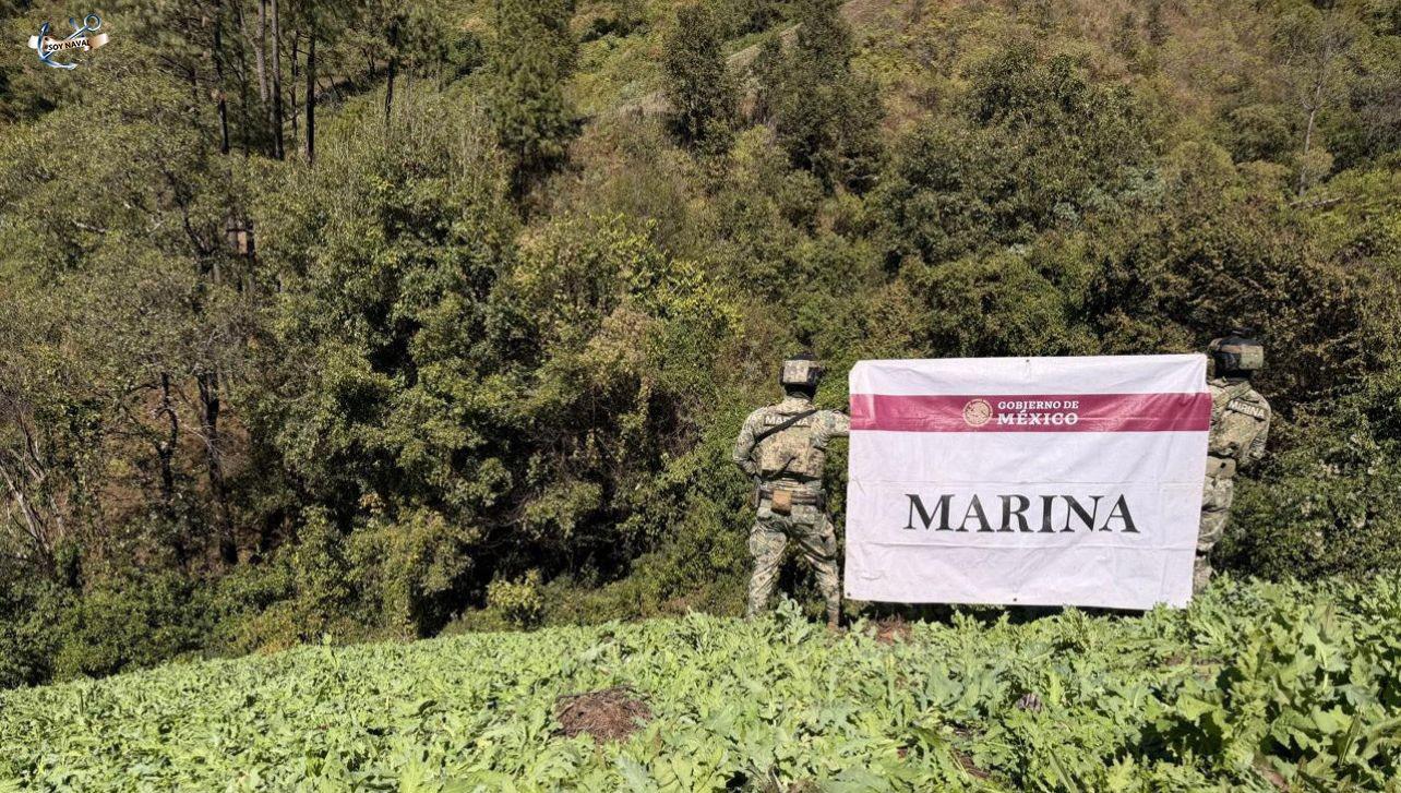 Marina localiza y erradica plantíos de amapola en Nayarit.