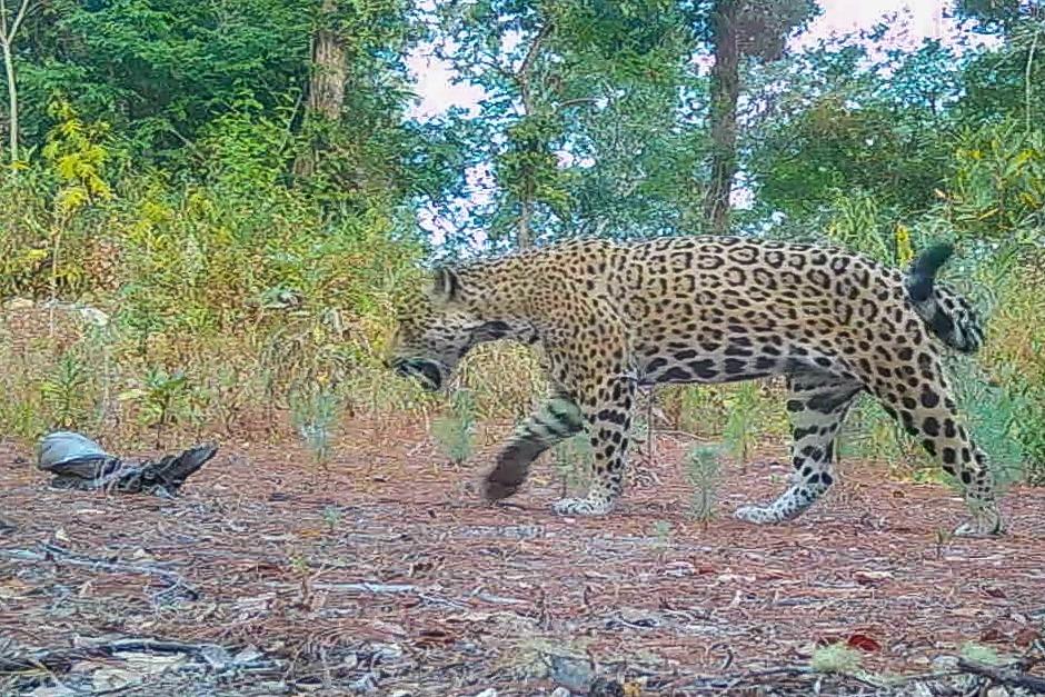 México refuerza estrategia para la protección del jaguar en la región sureste del país.