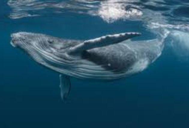 ballenas