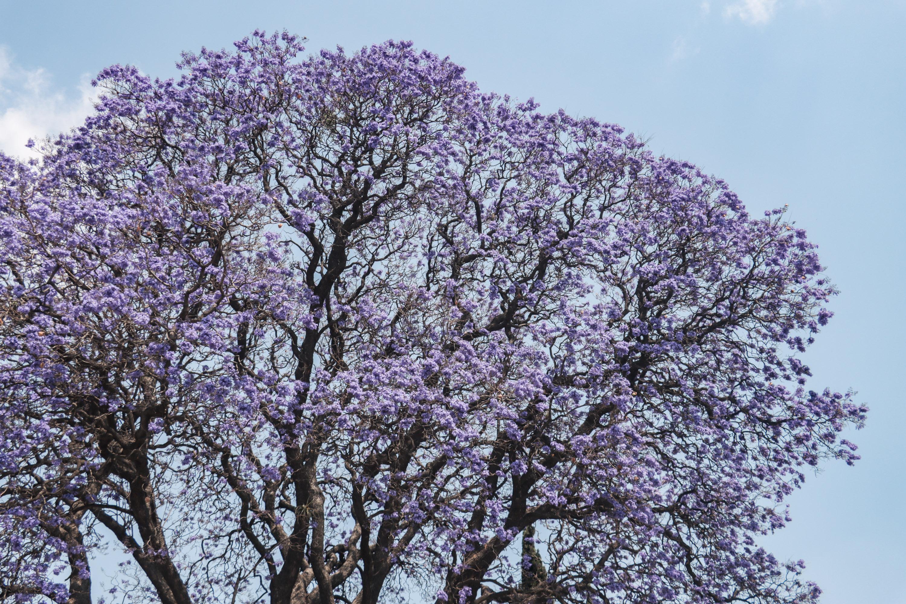 Jacarandas tiñen de violeta la ciudad de Puebla.