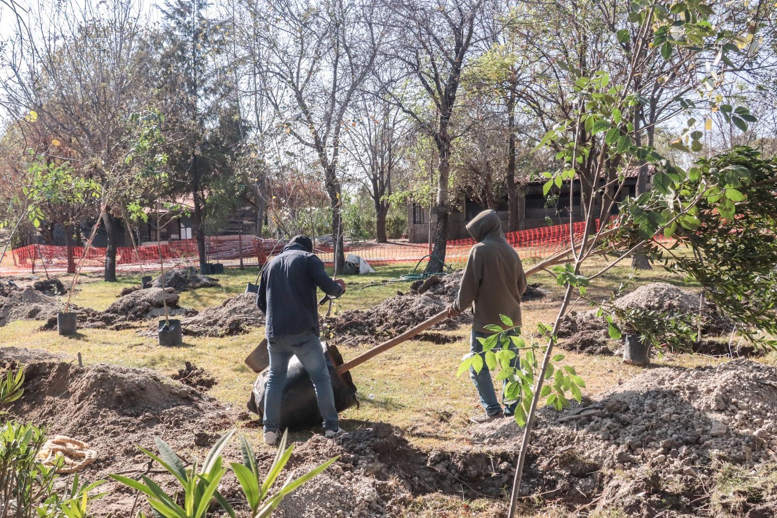 Avanza Plan Integral para la Renovación del Bosque Urbano.