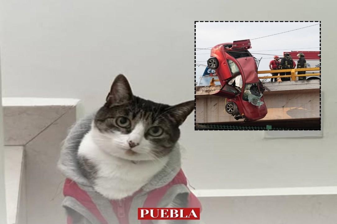 Se busca a Mittens, gatita que viajaba en el auto accidentado en el Periférico Ecológico.