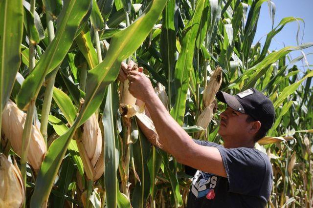 productores de maíz